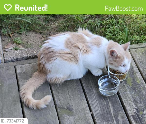 Reunited Unknown Cat last seen Holton Rd, Muskegon, MI 49445