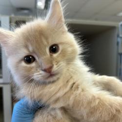 Shelter Stray Male Cat last seen , 2608 Center St, Tacoma, WA 98409, USA