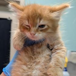 Shelter Stray Male Cat last seen , 2608 Center St, Tacoma, WA 98409, USA
