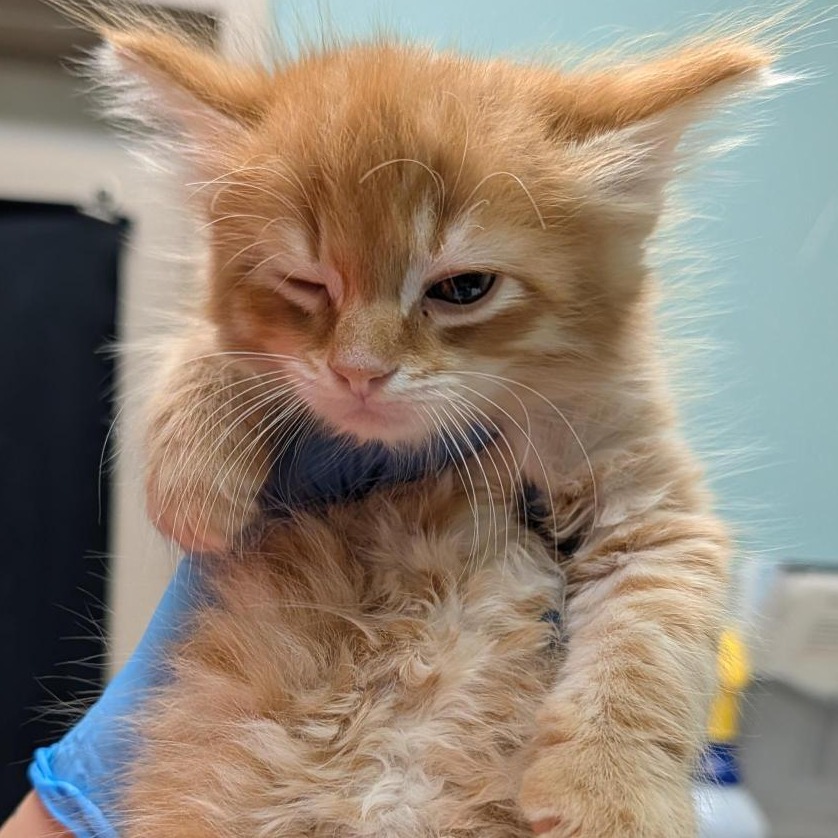 Shelter Stray Male Cat last seen , 2608 Center St, Tacoma, WA 98409, USA