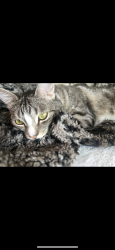 Reunited Male Cat last seen Near w berks st 19122, Philadelphia, PA 19122