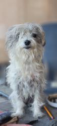 Lost Female Dog last seen Morgan Crossing. Angel Parkway and Chaparral, Allen, TX 75002