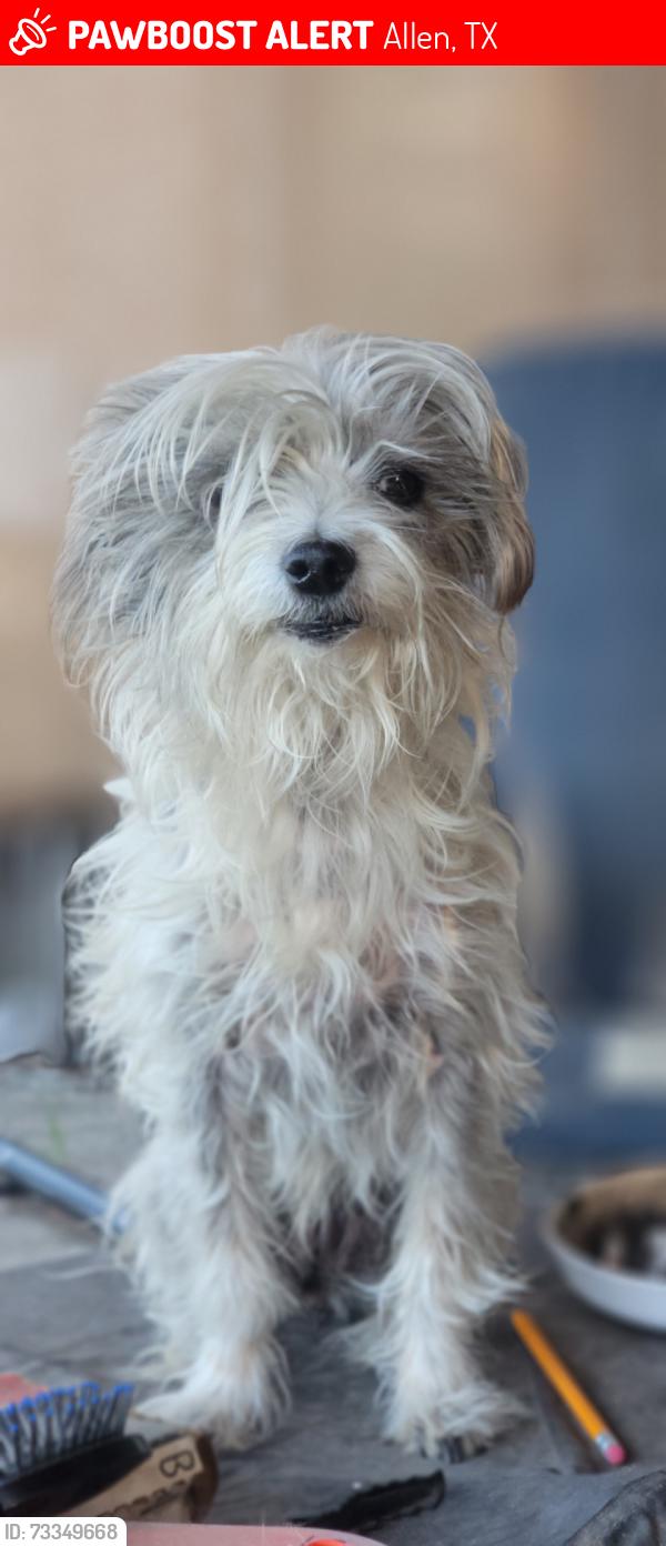 Lost Female Dog last seen Morgan Crossing. Angel Parkway and Chaparral, Allen, TX 75002