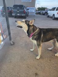 Found/Stray Male Dog last seen Valencia and Westover, Tucson, AZ 85746