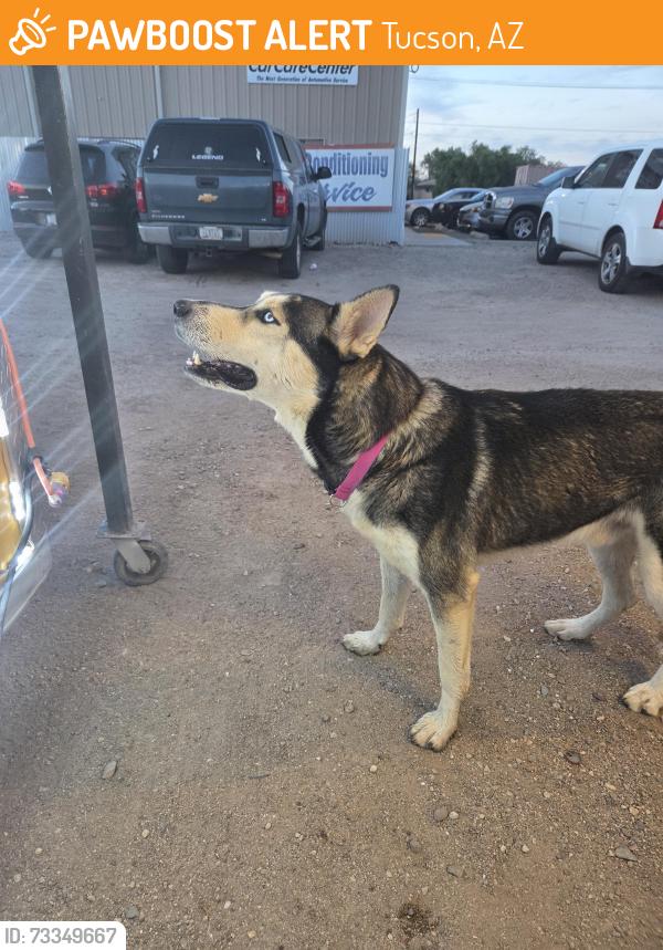 Found/Stray Male Dog last seen Valencia and Westover, Tucson, AZ 85746