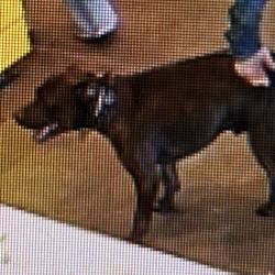 Reunited Male Dog last seen Sycamore School Road and Summer Creek, Fort Worth, TX 76123