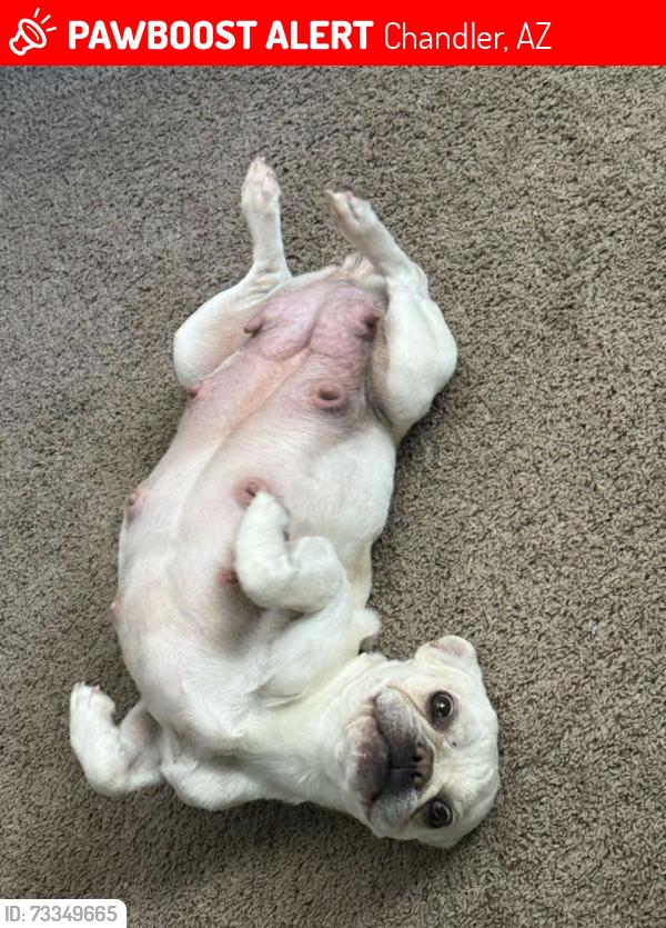 Lost Female Dog last seen Warner and Alma School, Chandler, AZ 85224
