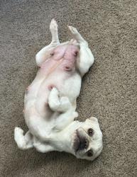 Lost Female Dog last seen Warner and Alma School, Chandler, AZ 85224