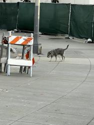 Found/Stray Unknown Dog last seen Outside the Cliff hse heading downhill, San Francisco, CA 94121