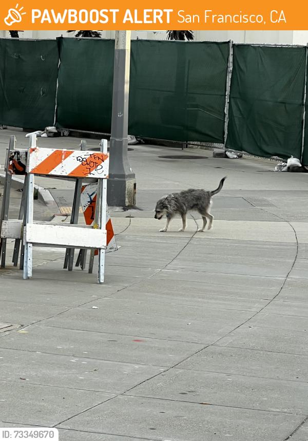 Found/Stray Unknown Dog last seen Outside the Cliff hse heading downhill, San Francisco, CA 94121