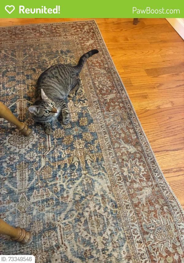 Reunited Male Cat last seen academy, Albuquerque, NM 87111