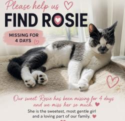 Lost Female Cat last seen E Roseville, Granite Bay, CA 95746