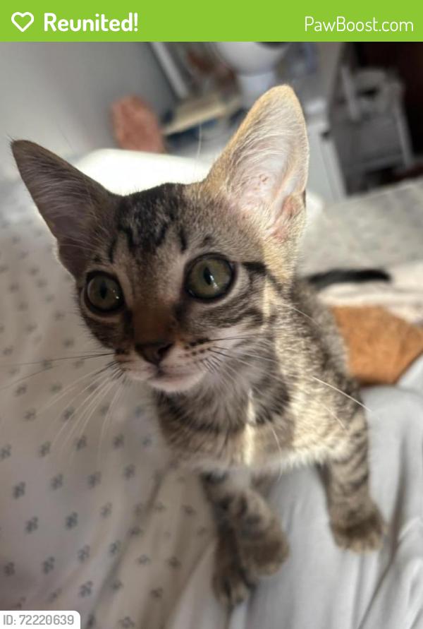Reunited Male Cat last seen Hubert Humphrey Elementary School, Albuquerque, NM 87111