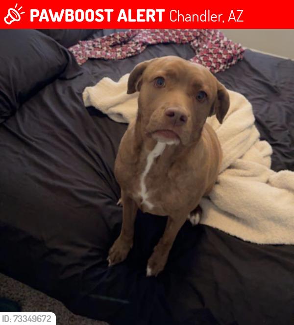 Lost Female Dog last seen Alma School and Warner, Chandler, AZ 85224
