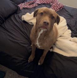 Lost Female Dog last seen Alma School and Warner, Chandler, AZ 85224