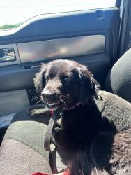 Reunited Female Dog last seen Highview ave and Selma Rd, Springfield, OH 45502