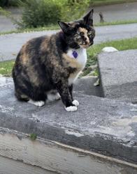 Lost Female Cat last seen Midhurst Dr., Knoxville, TN 37934