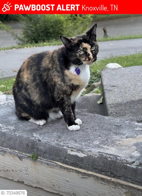 Lost Female Cat last seen Midhurst Dr., Knoxville, TN 37934