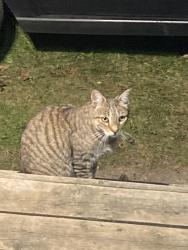 Found/Stray Female Cat last seen Shantz hill and Preston parkway, Cambridge, ON N3H 3A1