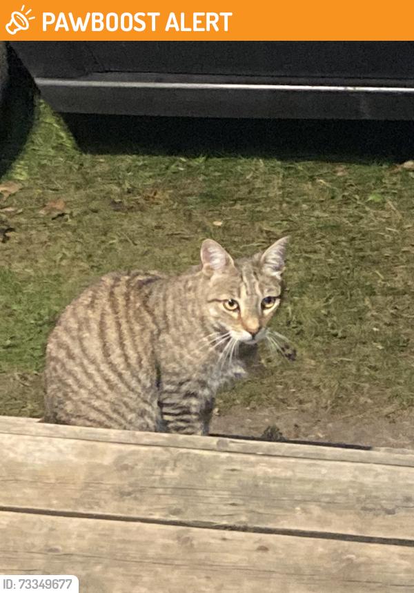 Found/Stray Female Cat last seen Shantz hill and Preston parkway, Cambridge, ON N3H 3A1