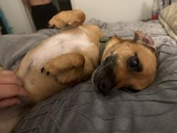Lost Male Dog last seen Main & Southridge, Rowlett, TX 75088