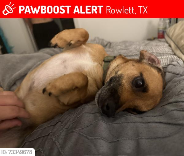 Lost Male Dog last seen Main & Southridge, Rowlett, TX 75088