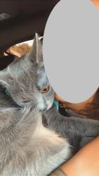 Lost Female Cat last seen Whites Mill Rd, Alexandria Park apmts, High Point, NC 27265