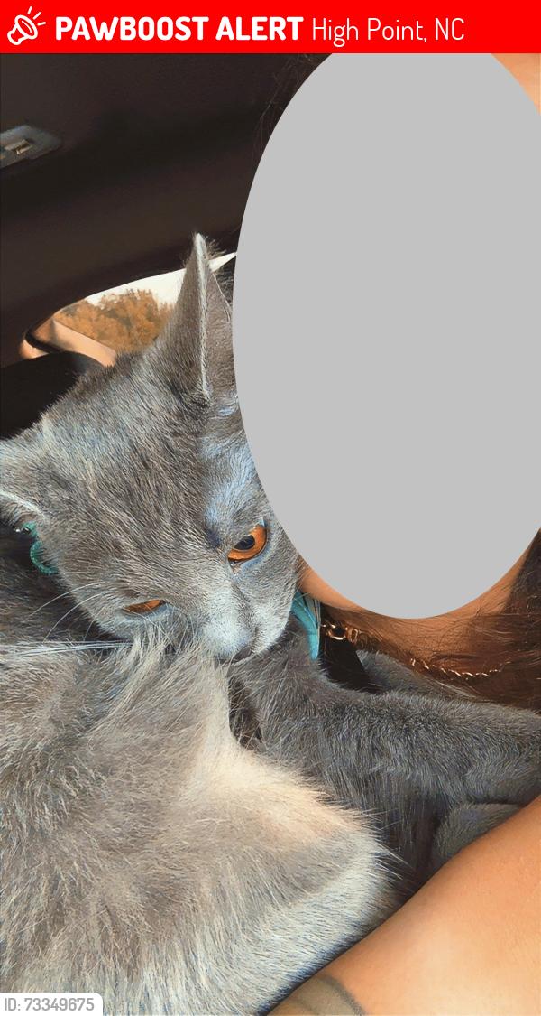 Lost Female Cat last seen Whites Mill Rd, Alexandria Park apmts, High Point, NC 27265