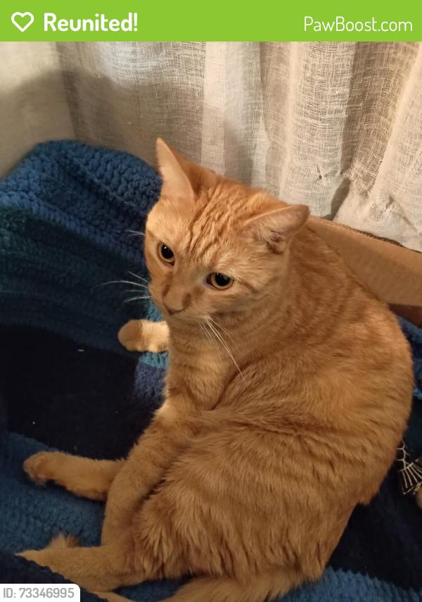 Reunited Female Cat last seen Skyline States, Cadillac Cove, Pelican Beach, Satellite Beach, FL 32937
