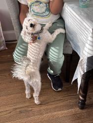 Lost Male Dog last seen Belair Rd., Moravia Rd., Mannasota Ave., Baltimore, MD 21206