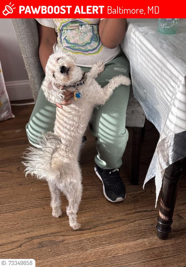 Lost Male Dog last seen Belair Rd., Moravia Rd., Mannasota Ave., Baltimore, MD 21206