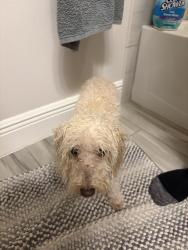 Reunited Unknown Dog last seen Trasona and Kerrington dr, Melbourne, FL 32940