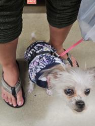 Reunited Female Dog last seen Emerlad and maple grove, Boise, ID 83704