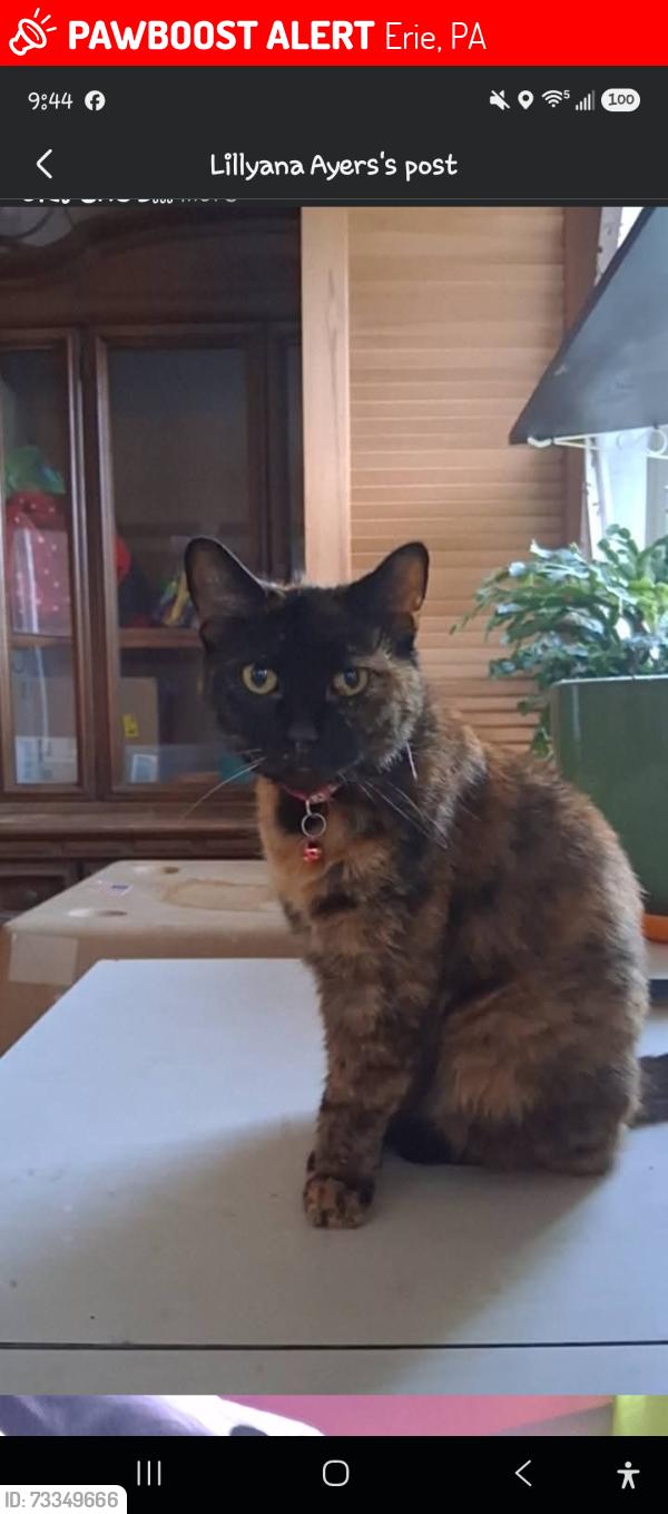Lost Female Cat last seen Cherry st, Erie, PA 16507