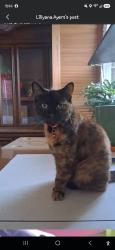 Lost Female Cat last seen Cherry st, Erie, PA 16507