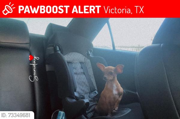 Lost Female Dog last seen near the crossroad yellow apmts, Victoria, TX 77901
