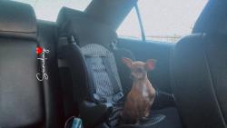 Lost Female Dog last seen near the crossroad yellow apmts, Victoria, TX 77901