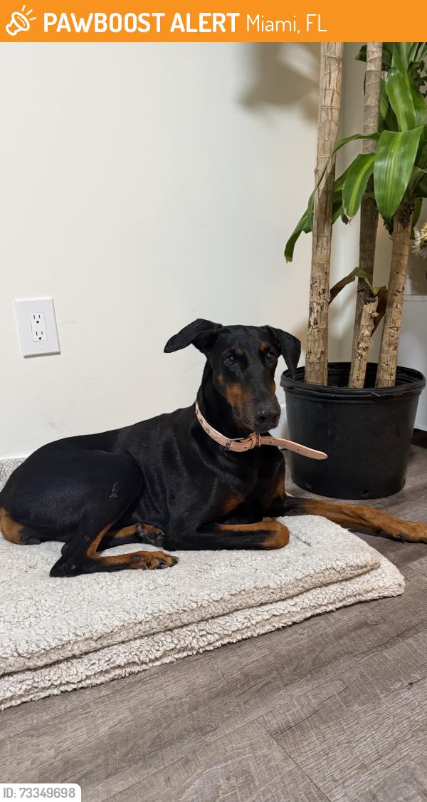Found/Stray Female Dog last seen Near, Miami, FL 33125
