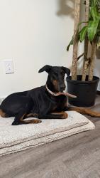 Found/Stray Female Dog last seen Near, Miami, FL 33125