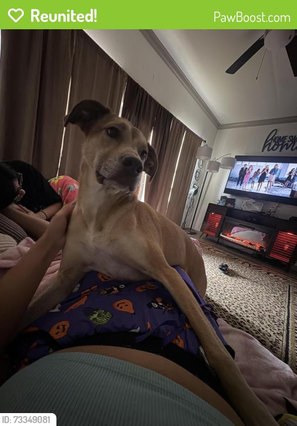 Reunited Female Dog last seen Jack elementary, Tyler, TX 75703