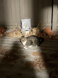 Reunited Female Cat last seen The Terraces, Sunnyvale, CA 94087