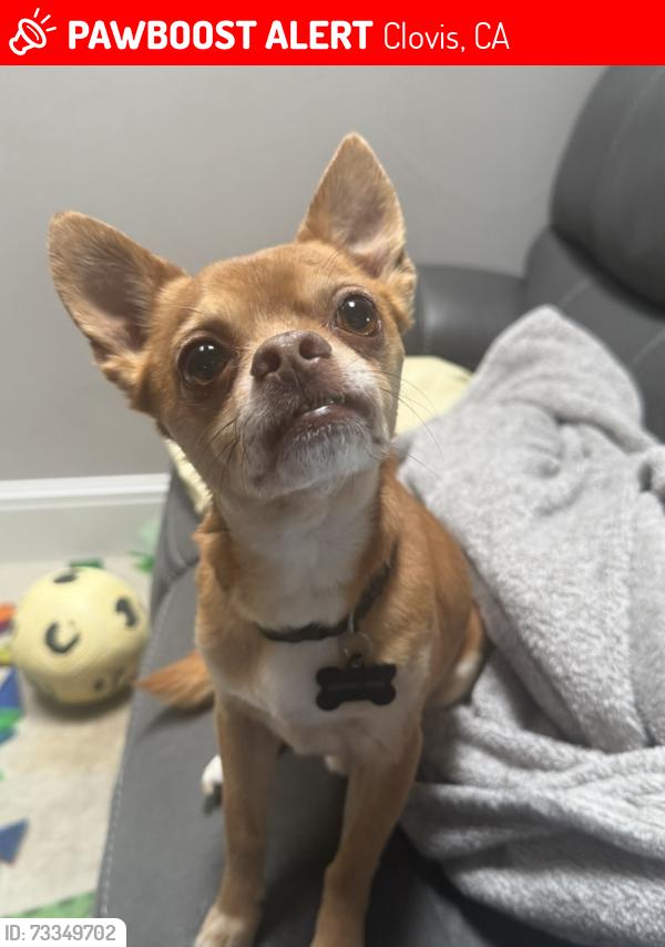 Lost Male Dog last seen Old Town Clovis-near OLPH school, Clovis, CA 93612