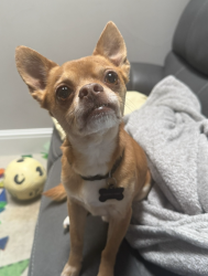 Lost Male Dog last seen Old Town Clovis-near OLPH school, Clovis, CA 93612