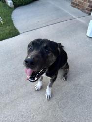 Found/Stray Male Dog last seen Silver Pine Rd, Semmes, AL 36575