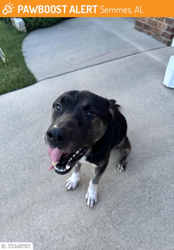 Found/Stray Male Dog last seen Silver Pine Rd, Semmes, AL 36575