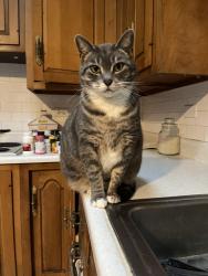Lost Female Cat last seen Baker dr and temple dr, Itasca, IL 60143