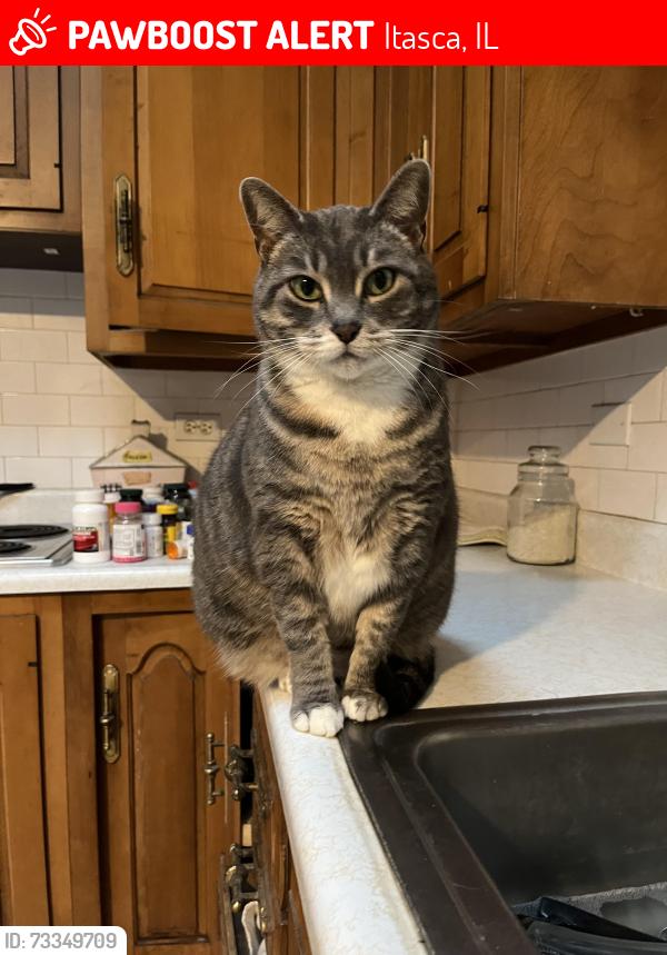 Lost Female Cat last seen Baker dr and temple dr, Itasca, IL 60143