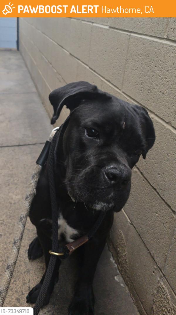 Found/Stray Female Dog last seen SPCALA, Hawthorne, CA 90250