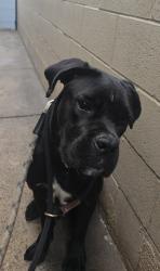 Found/Stray Female Dog last seen SPCALA, Hawthorne, CA 90250