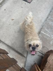 Reunited Female Dog last seen Creekview Elementary, Ontario, CA 91761